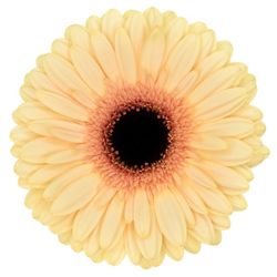 Gerbera Cream Beach