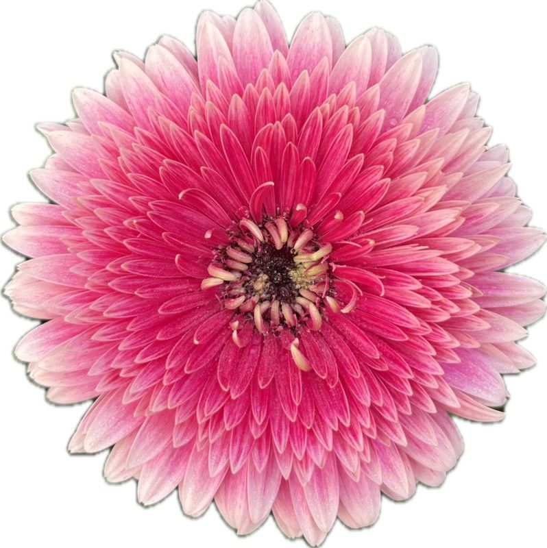 Gerbera Cryon