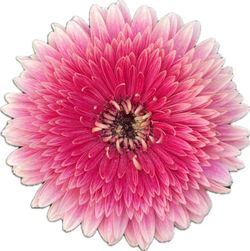 Gerbera Cryon