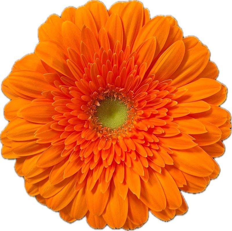 Gerbera Eureka