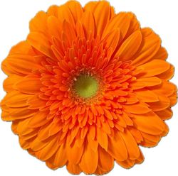 Gerbera Eureka