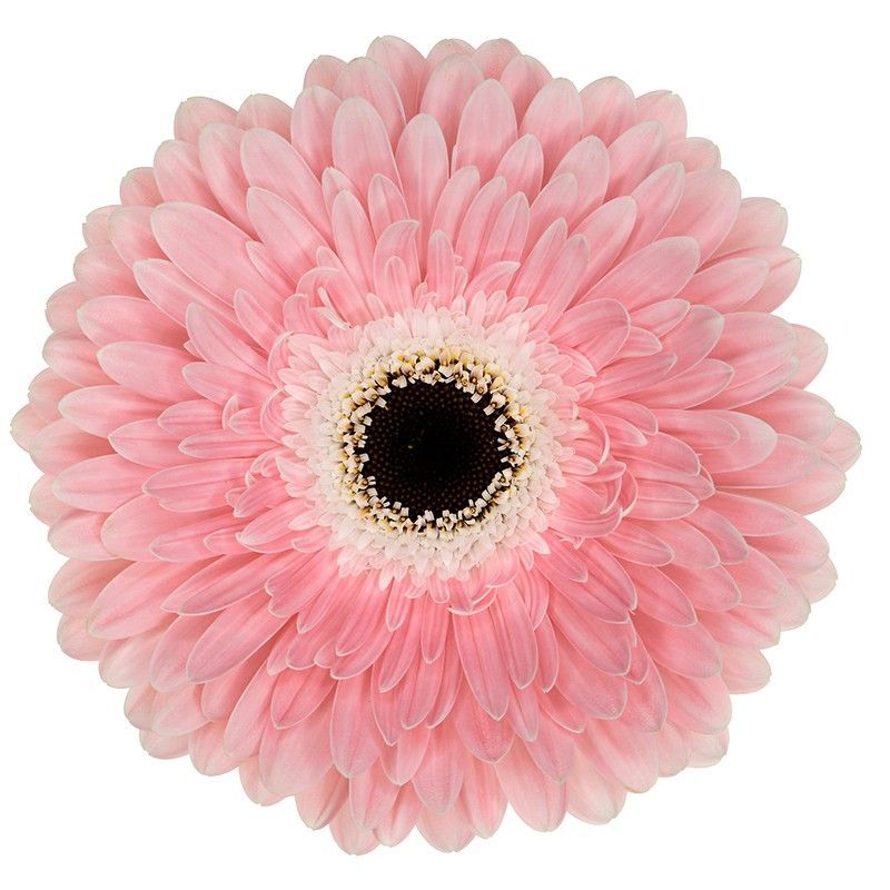 Gerbera Graceland