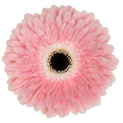 Gerbera Graceland