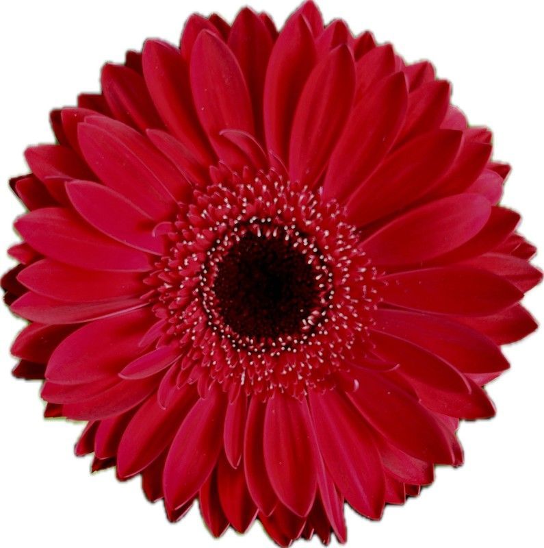 Gerbera Humberto