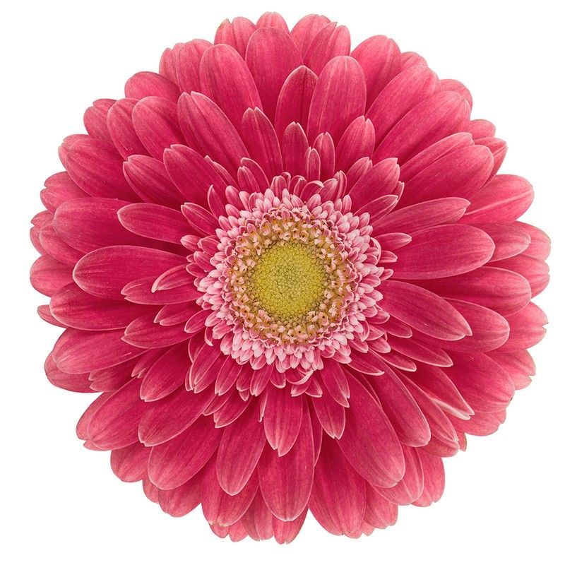 Gerbera Image
