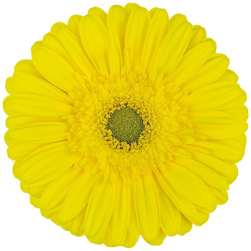 Gerbera Limoncello