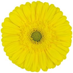 Gerbera Limoncello
