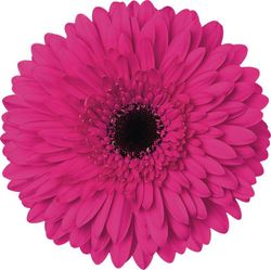 Gerbera Madeira