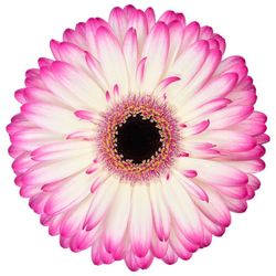 Gerbera Mandala
