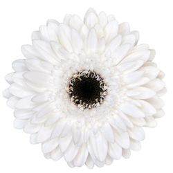 Gerbera Orca