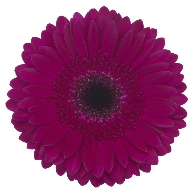 Gerbera Passoa