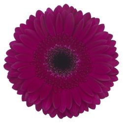 Gerbera Passoa