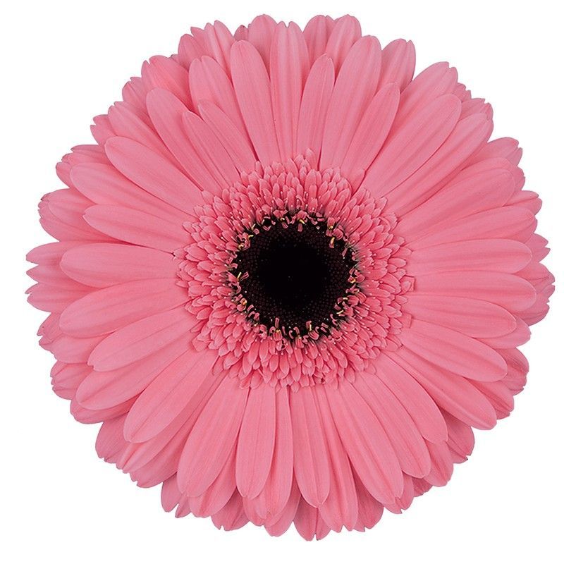 Gerbera Pre Intenzz