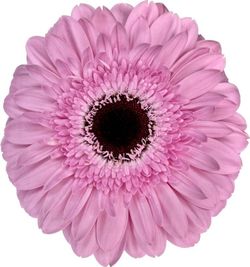 Gerbera Pre Semmy