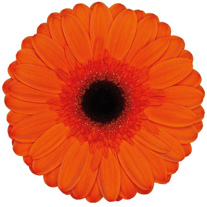 Gerbera Prestige