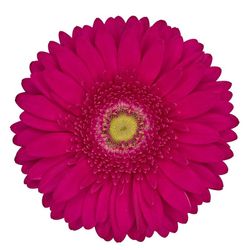 Gerbera Riley