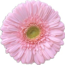 Gerbera Silky Tears