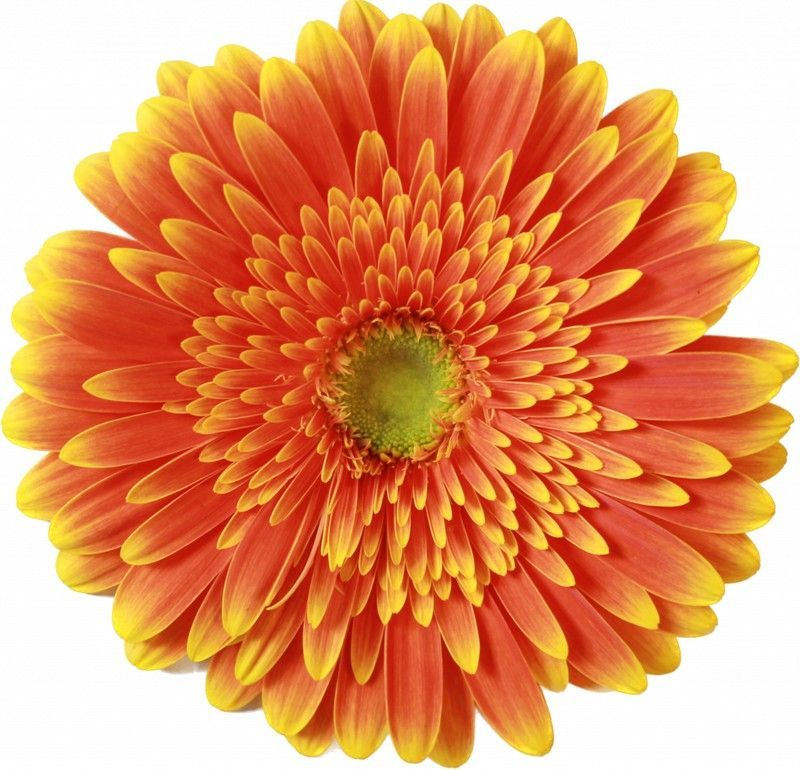 Gerbera Souvenir