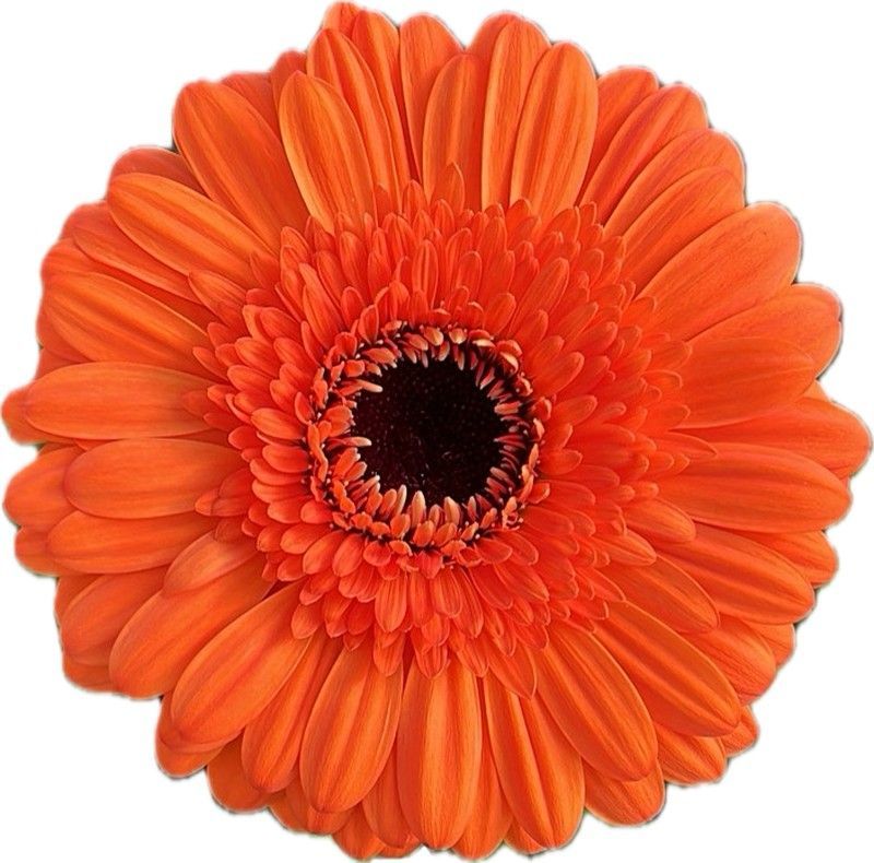 Gerbera Terra County