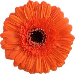 Gerbera Terra County