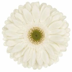 Gerbera White River