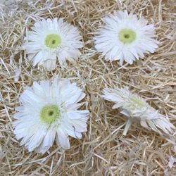 Gerberas Preservadas Caja 4 uds.