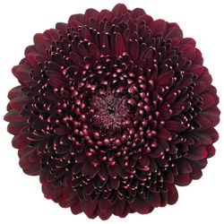 Germini Blackpearl 10 tallos