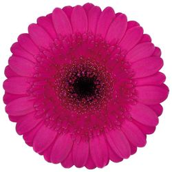 Germini Bost 10 tallos