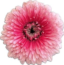 Germini Camilla 10 tallos