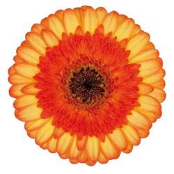 Germini Colori 10 tallos