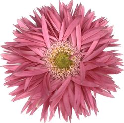 Germini Crosette 10tallos