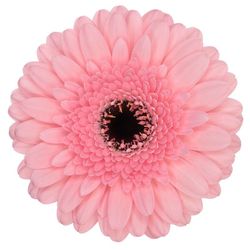 Germini Jacky 10 tallos