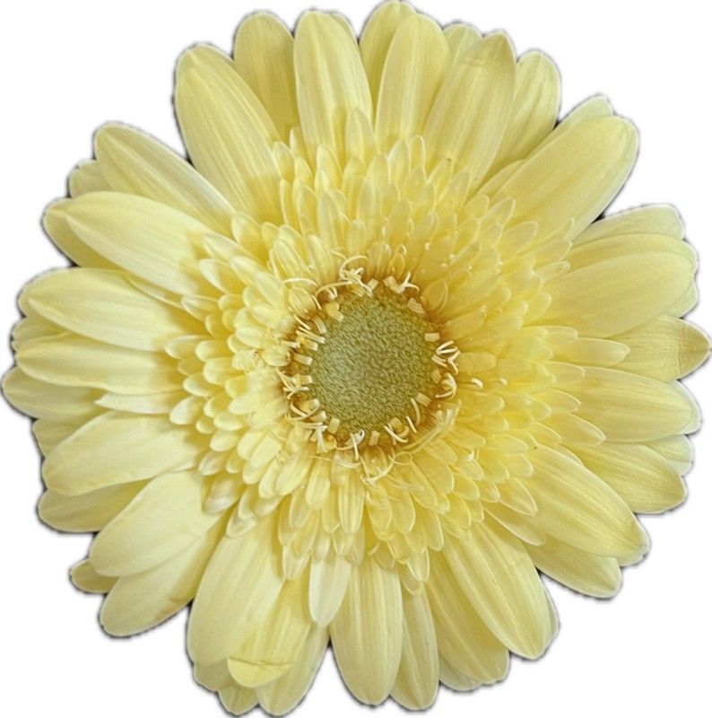 Germini Lemon Lime 10 tallos