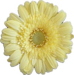 Germini Lemon Lime 10 tallos