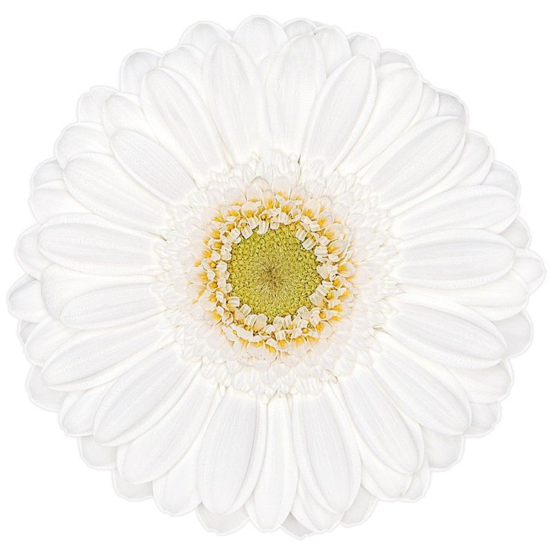 Germini Lobby 10 tallos