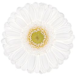 Germini Lobby 10 tallos