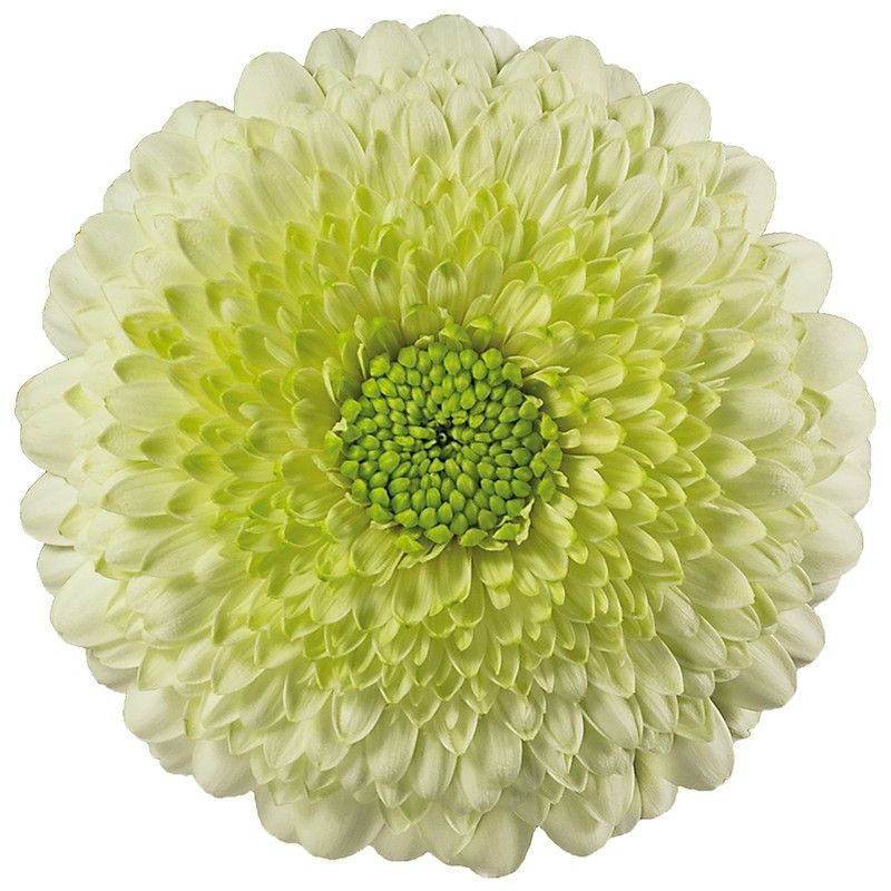 Germini Mini Kermit 10 tallos