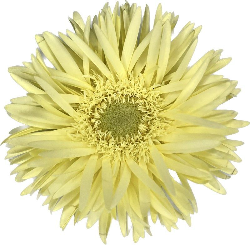 Germini Moonlight 10 tallos