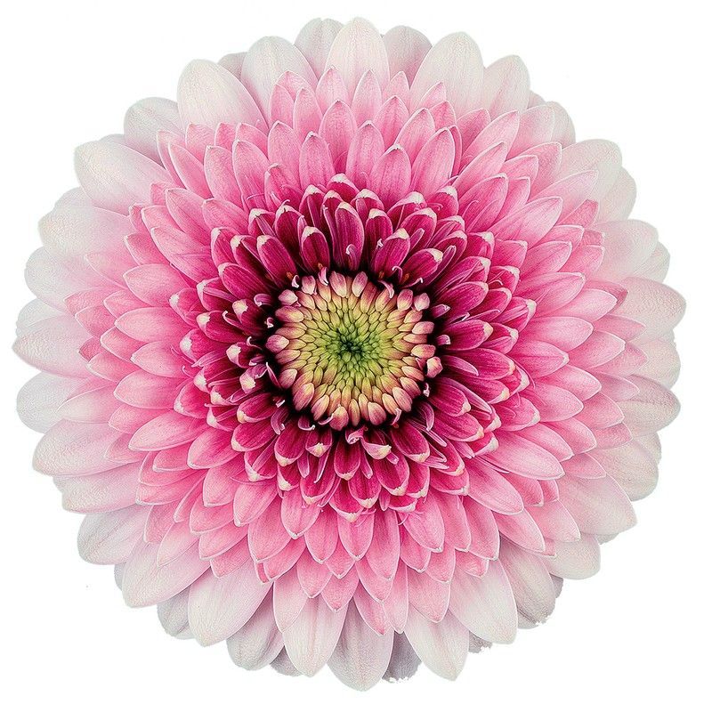 Germini Tracy 10 tallos