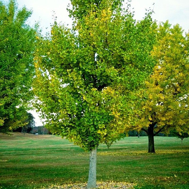 Ginkgo Biloba