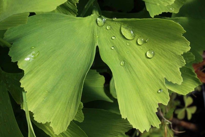 Ginkgo biloba, árbol de los 40 escudos, gingo