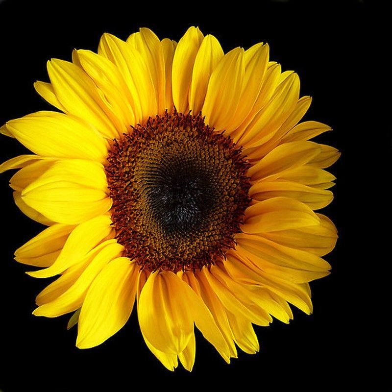 Girasol
