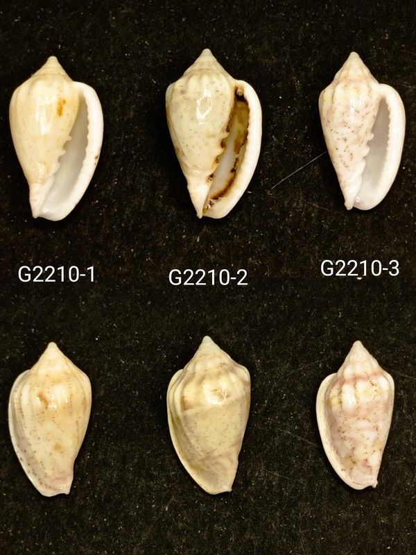 Glabella denticulata