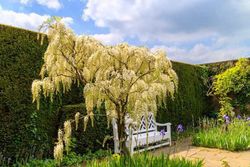 Glicinia blanca, Wisteria floribunda Alba