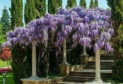 Glicinia lila, Glicina, Wisteria sinensis