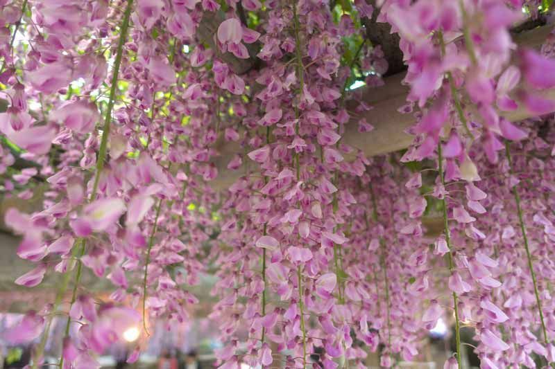 Glicinia rosa, Wisteria floribunda "Rosea"