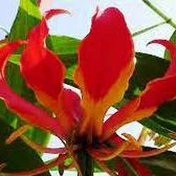 Gloriosa Rothschildiana 3T