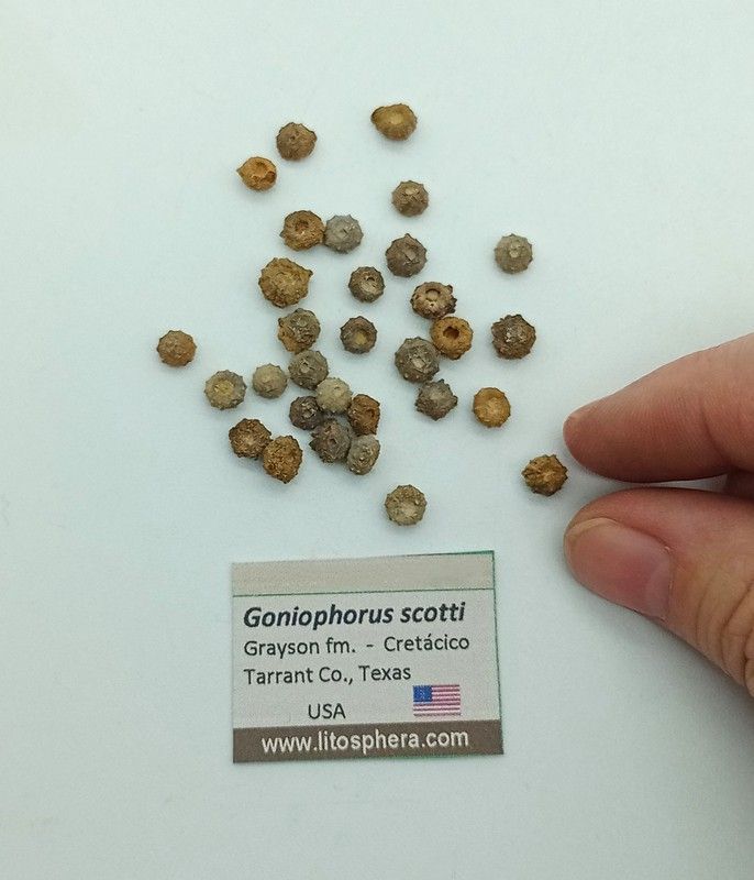 Goniophorus scotti - Equinoideo fósil