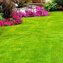 Grama americana. Bandeja 60 plantas