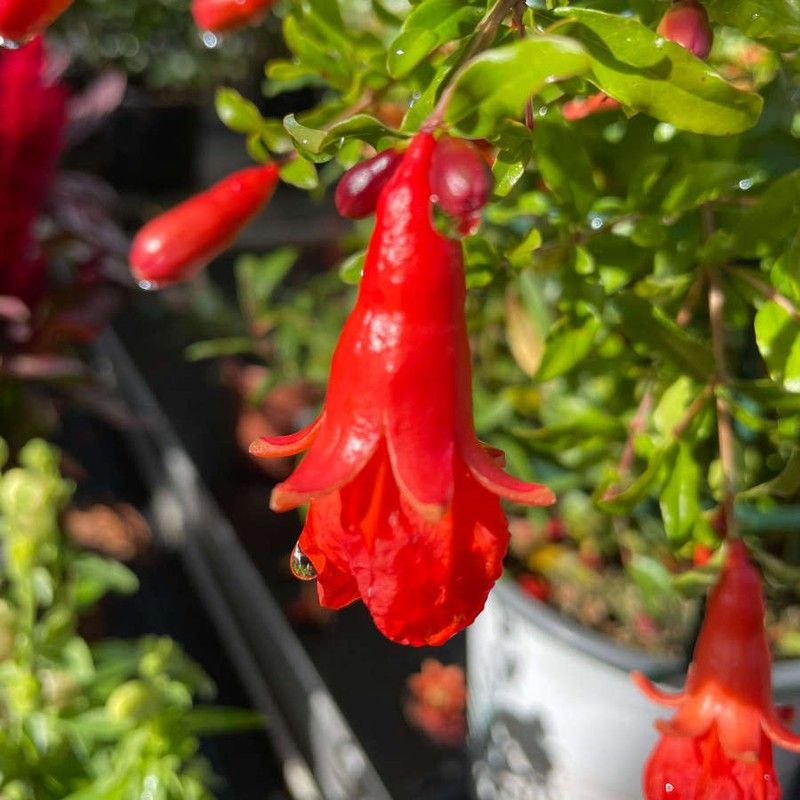 Granado Enano Caja 6 uds.